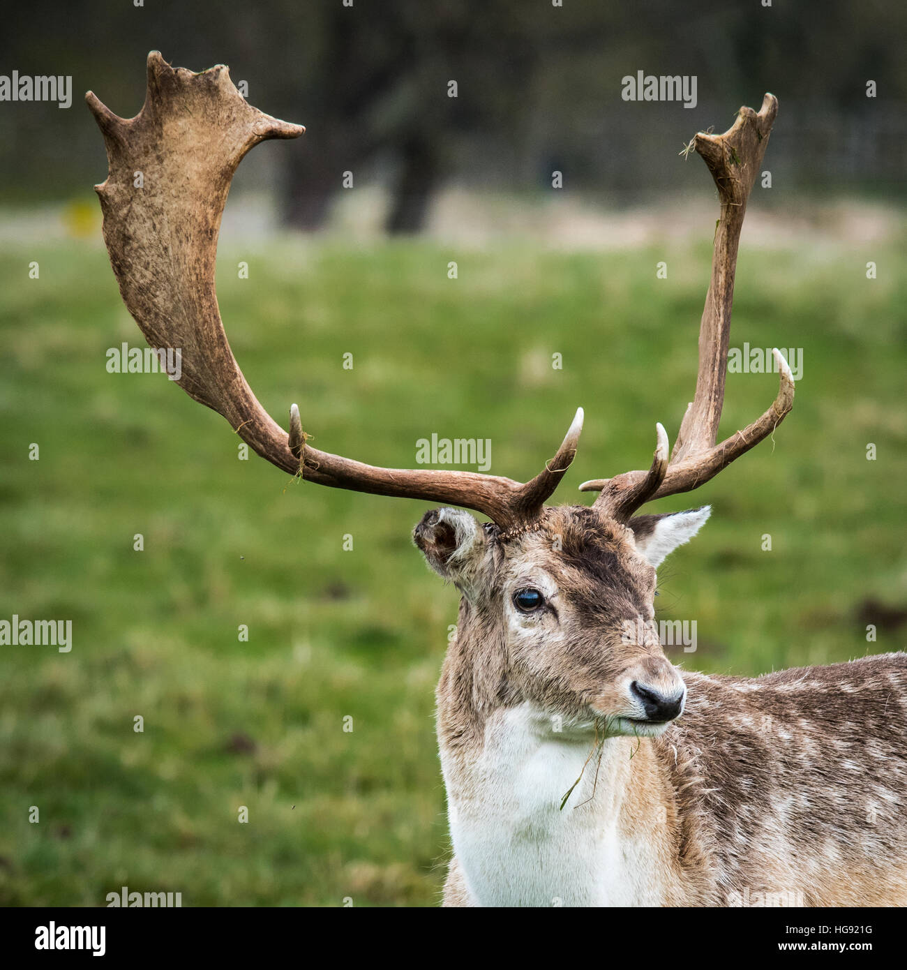 Fallow Deer Male (dama dama) Stock Photo