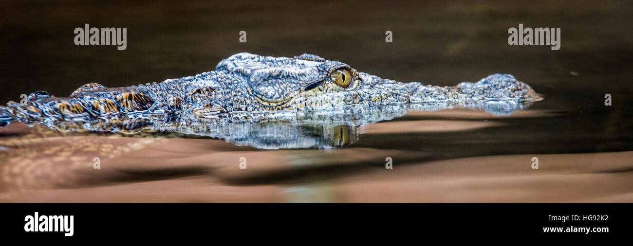 Close-Up of Crocodile Stock Photo