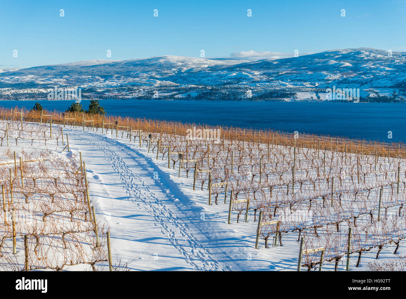 Mission Hill Family Estate Winery, vineyard, West Kelowna, Okanagan