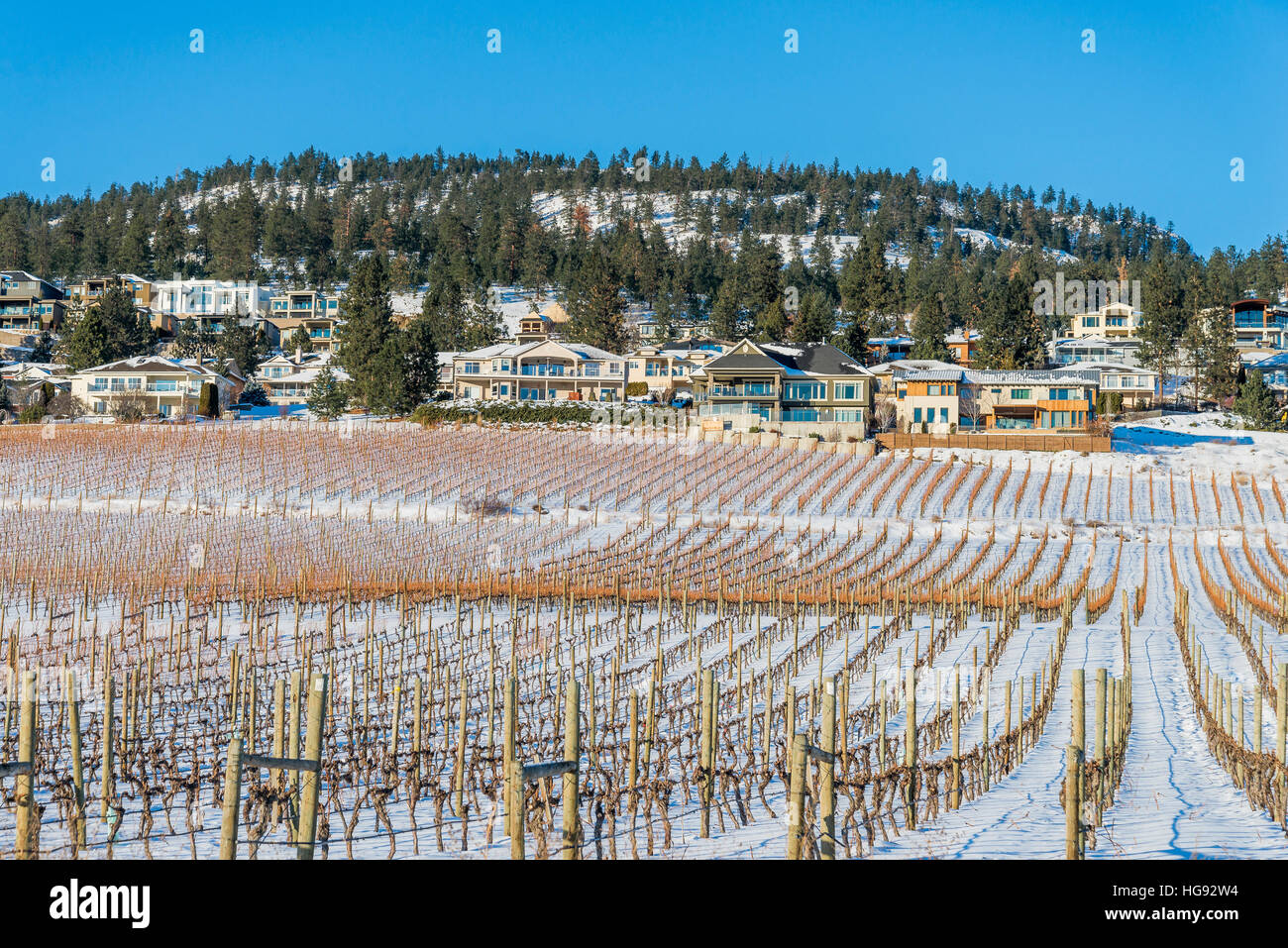 Vineyard, West Kelowna, British Columbia, Canada. Stock Photo