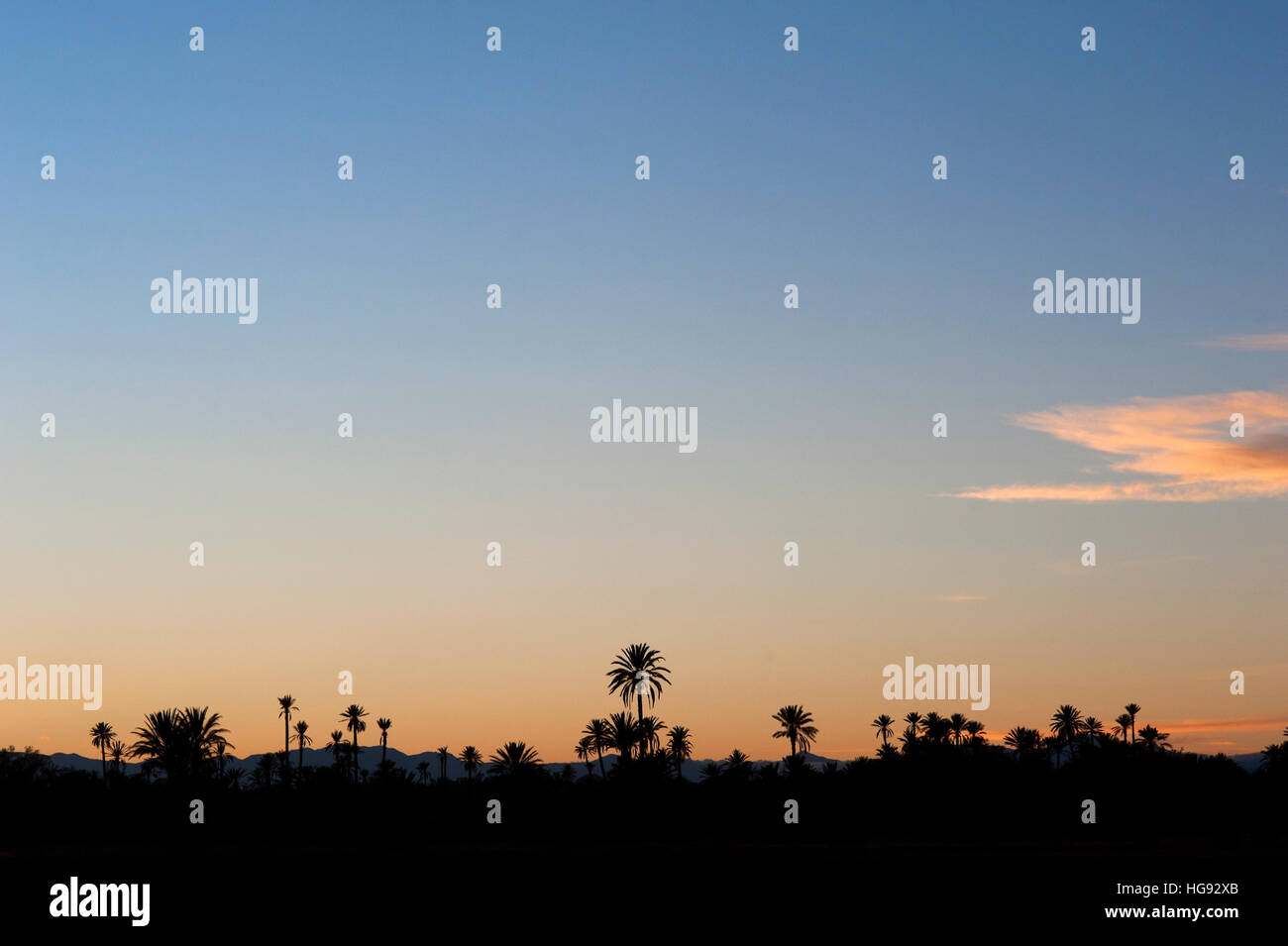 Sunset, Skoura, Morocco. Palm trees silhouetted at sunset in the date palm plantations of Skoura in southern Morocco. Stock Photo