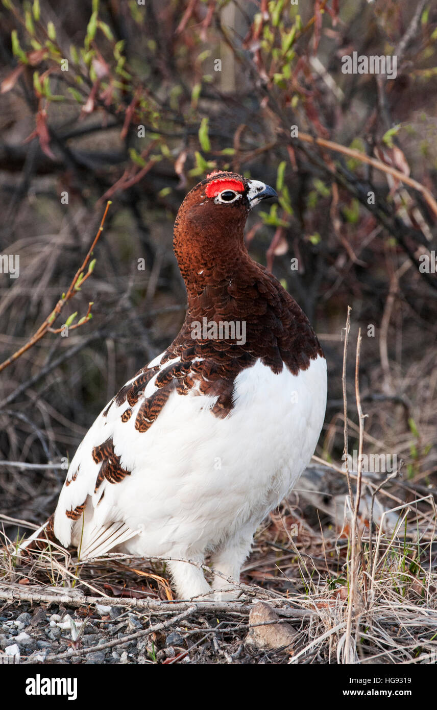 Male Willow Ptarmigan in Spring Breeding Plumage, Alaska Stock Photo