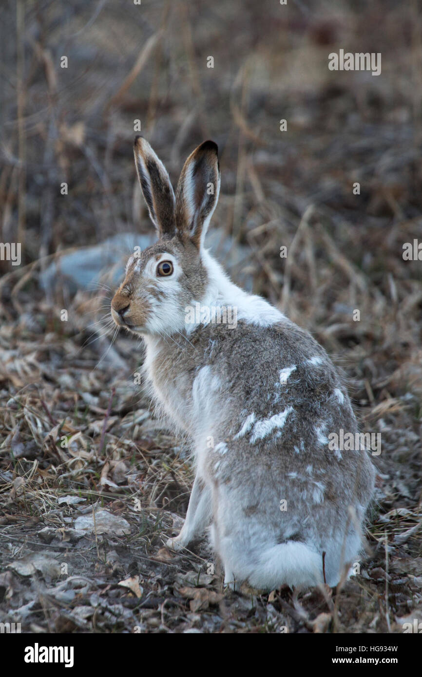 Rabbit shedding hires stock photography and images Alamy