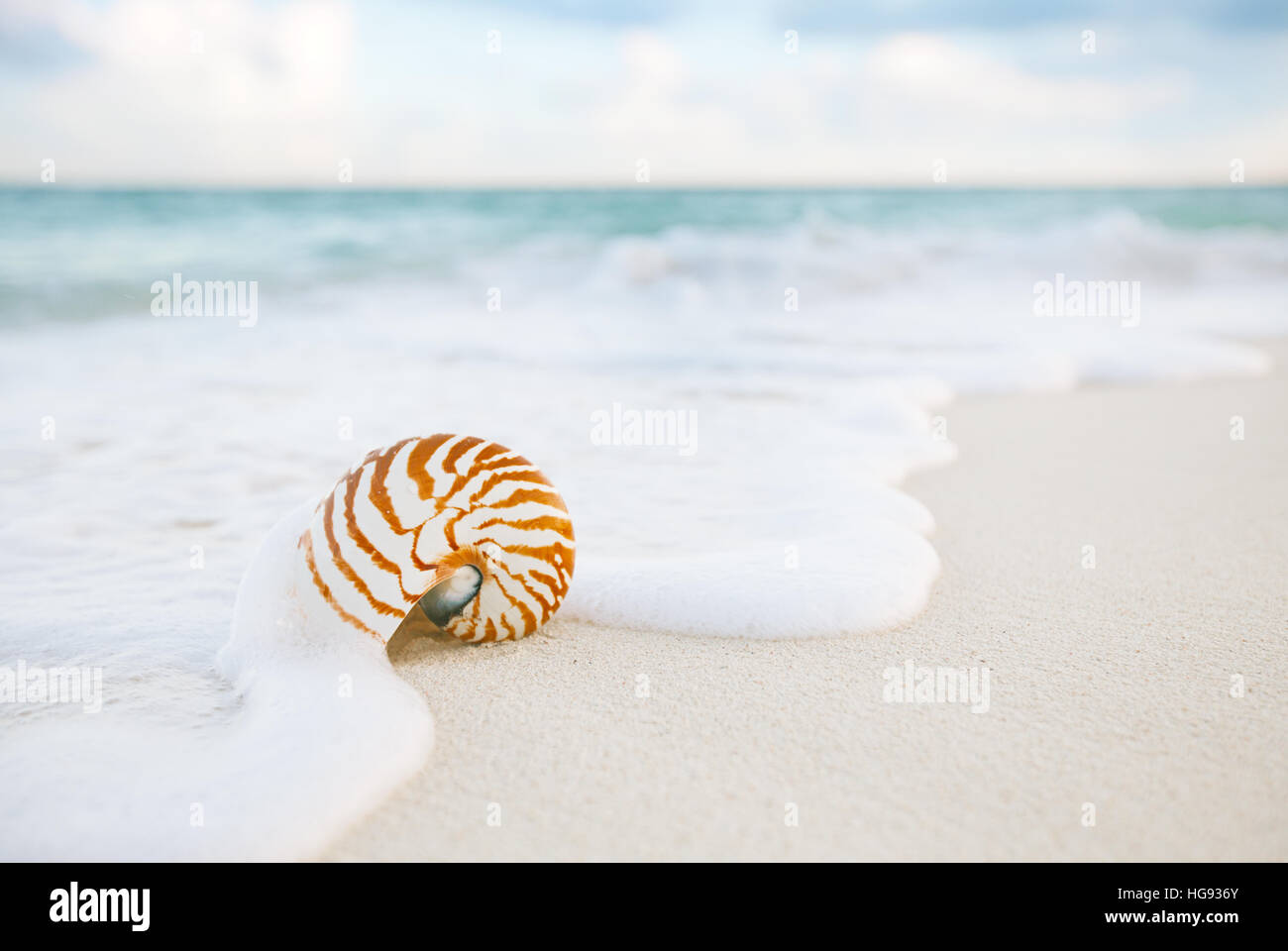 Golden sand with seashell hi-res stock photography and images - Page 16 -  Alamy