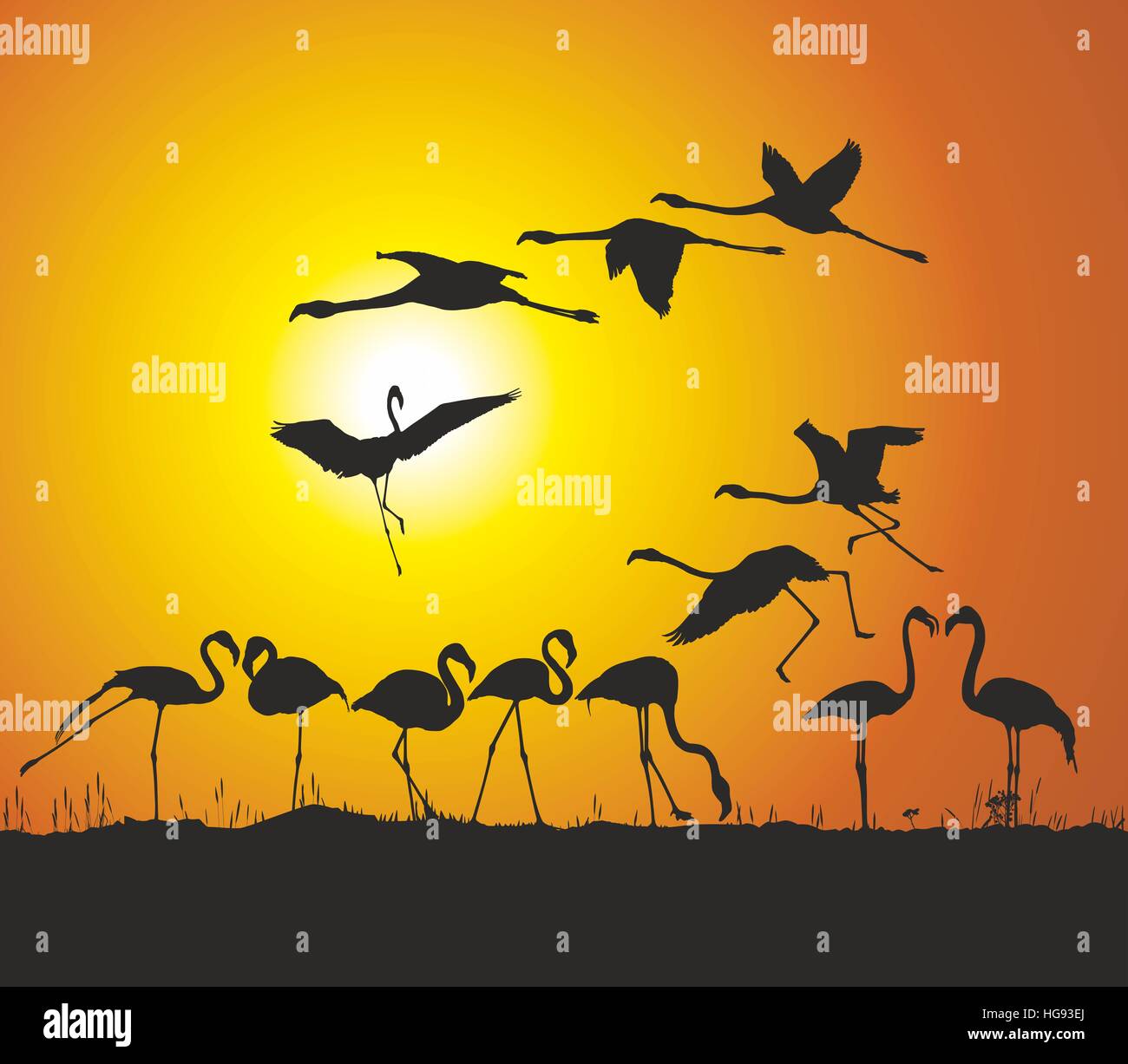 Flamingos and sunset Stock Photo