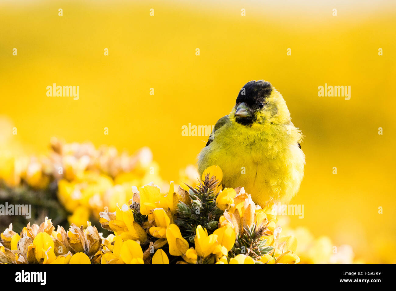 Black-chinned siskin on Carcass Island in the Falklands Stock Photo