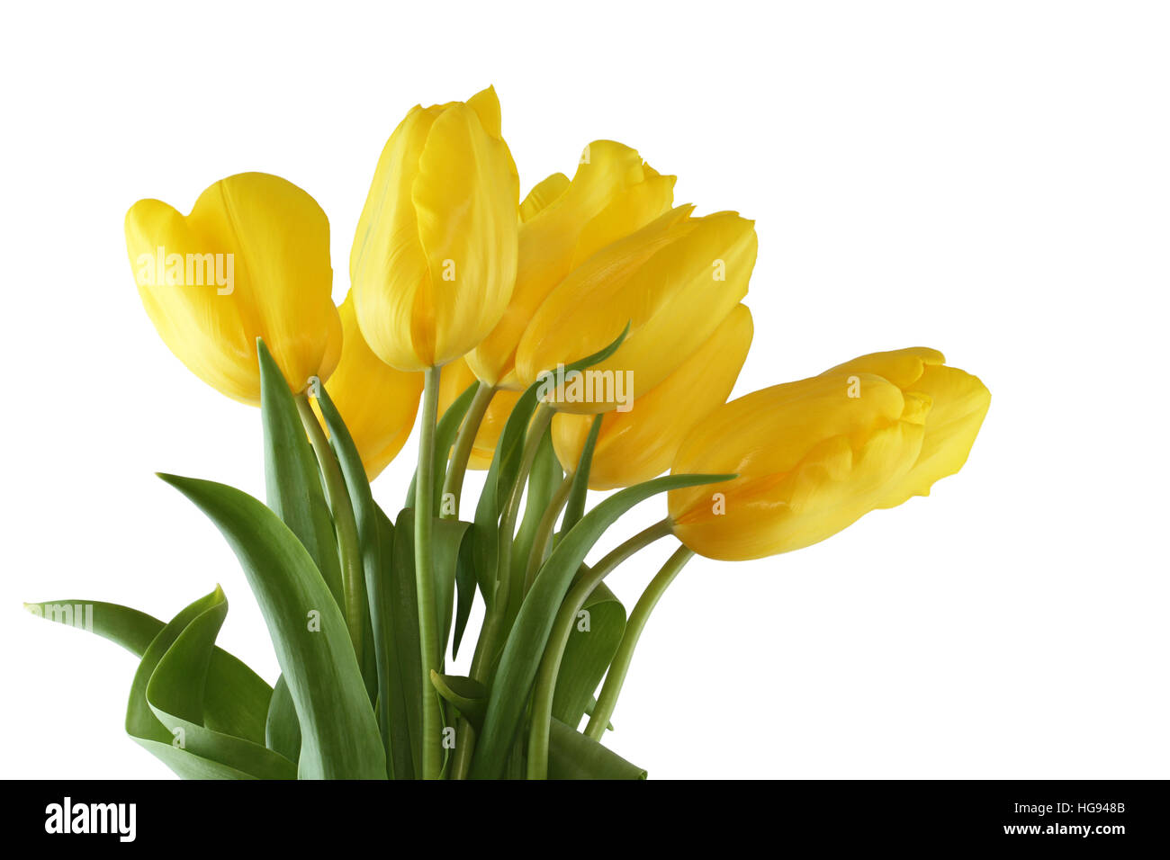 Bouquet of yellow tulips on white background Stock Photo - Alamy