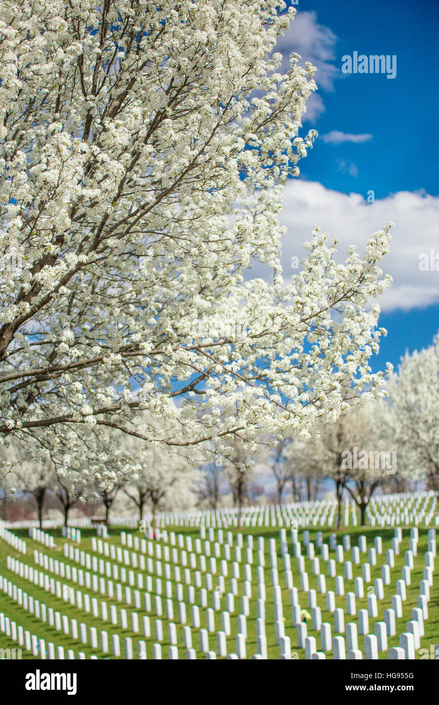 Tombstones Jefferson Barracks National Cemetery, St Louis, Mo. Stock Photo