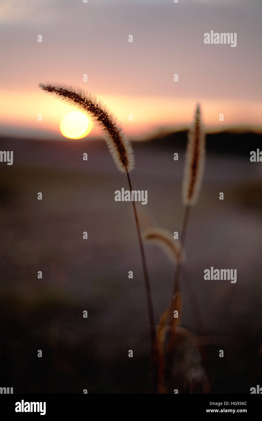 wild grass at sunset Stock Photo