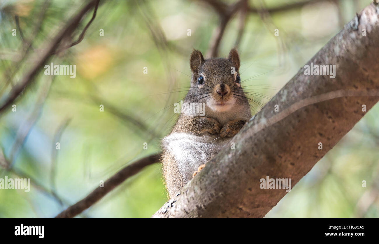 Red squirrel, close up,  Sitting up on a branch stump on a pine tree, paws tucked to chest. Stock Photo