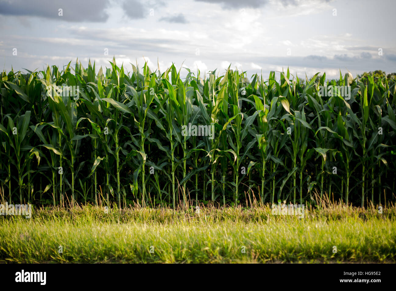 Midwest USA corn field farm Stock Photo