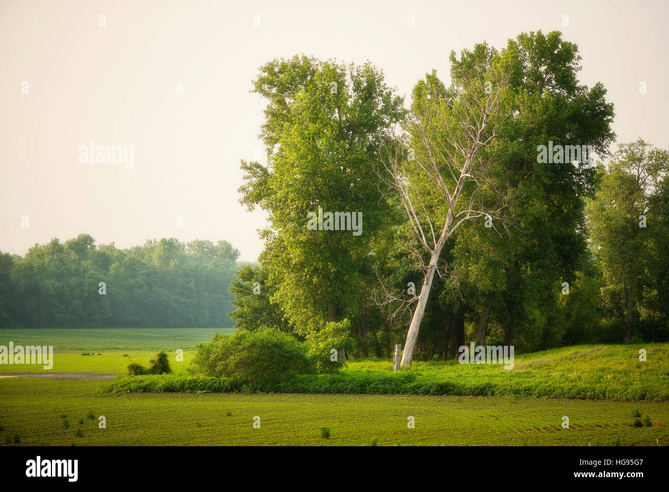 Warm directional evening light on rural American landscape with bare white tree against golden green background. Suitable for fine art print. Stock Photo