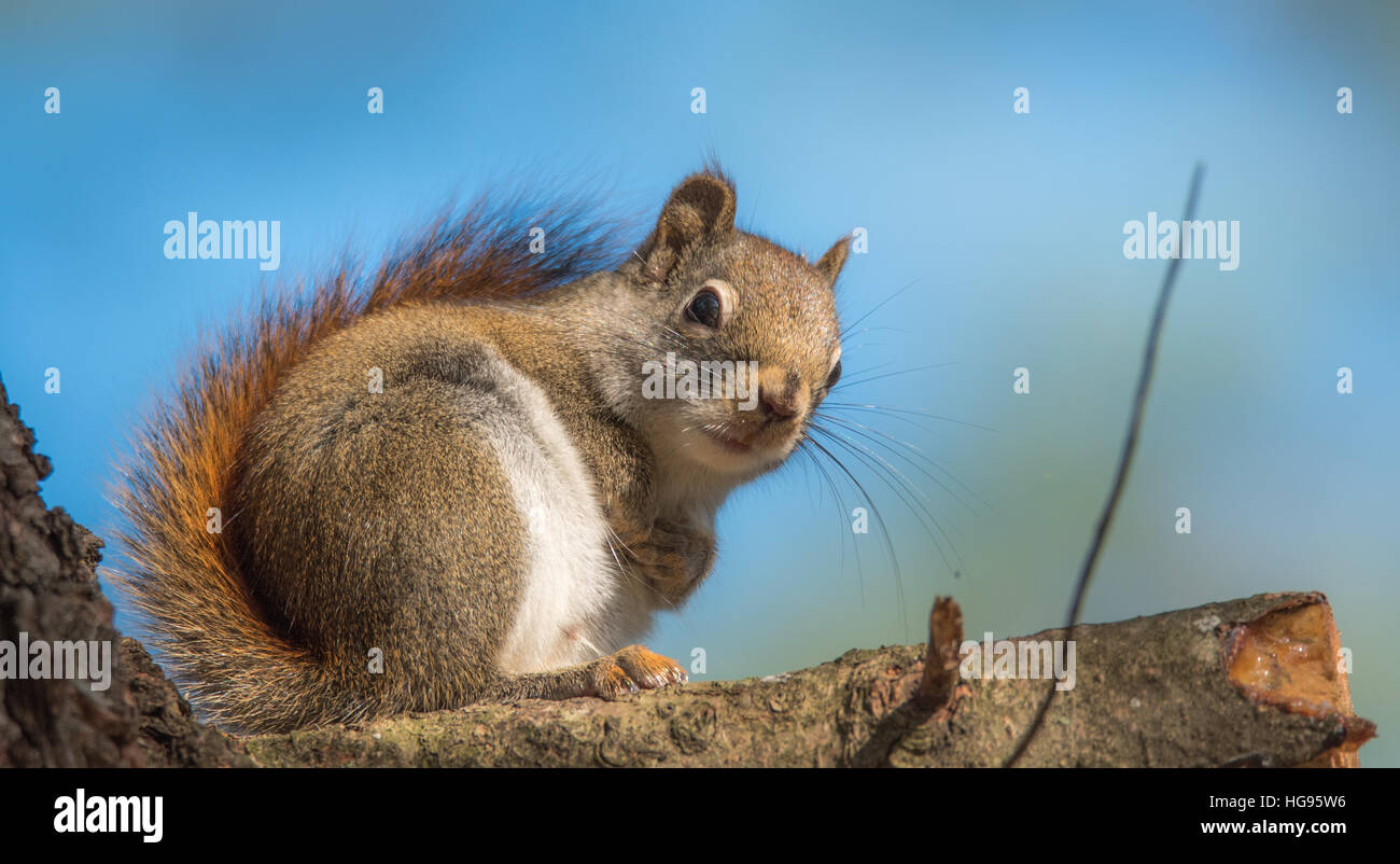 Red squirrel, close up,  Sitting up on a branch stump on a pine tree, paws tucked to chest. Stock Photo