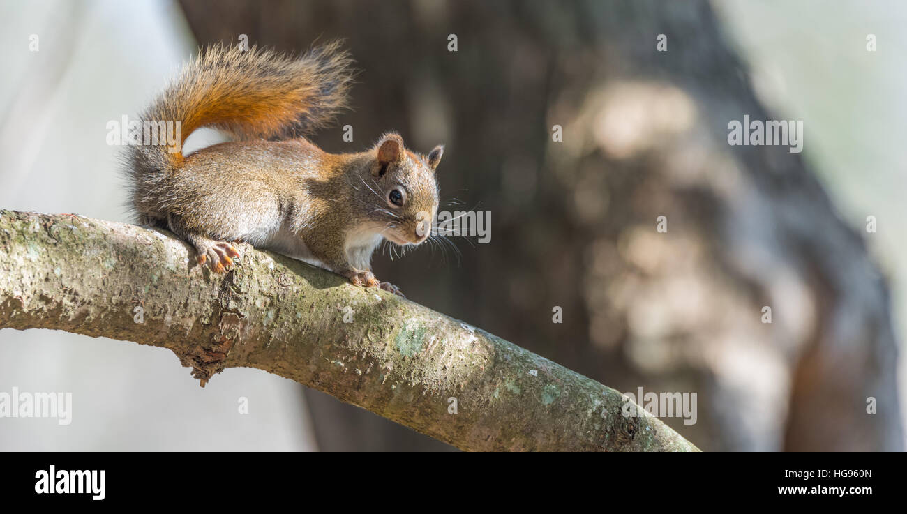 Red squirrel, quick little woodland creature pauses only for a second, running around on branches, looks at camera. Stock Photo