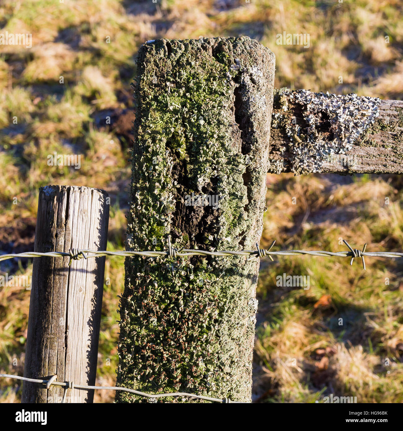 Old barbed wire on weathered rotten wooden fence posts covered with leafy foliose lichen Stock Photo