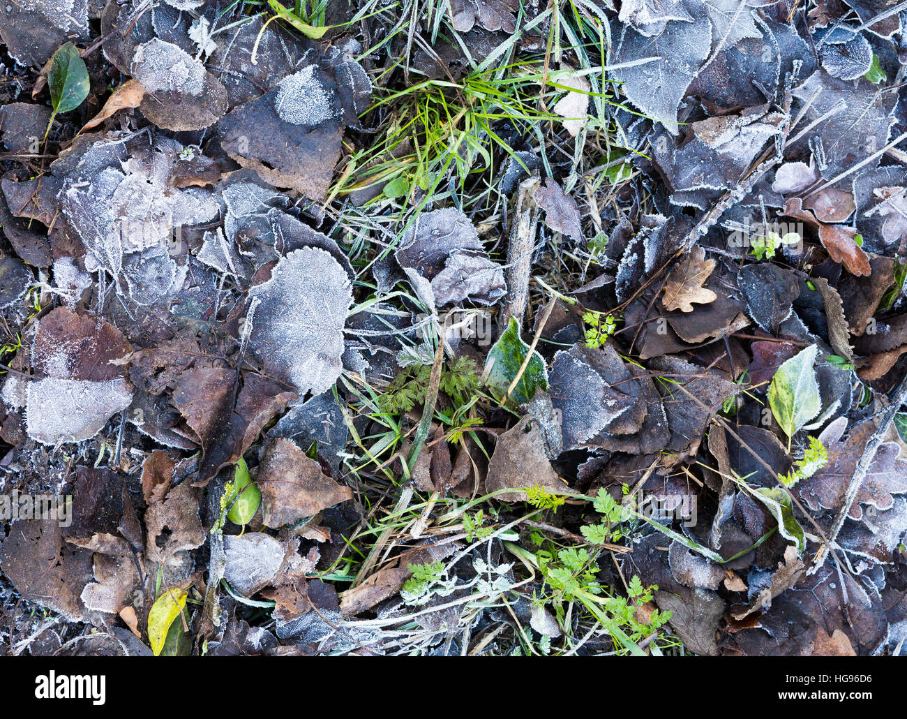 Brown frozen frosty leaves and grass on the ground in winter mornings icy background texture Stock Photo