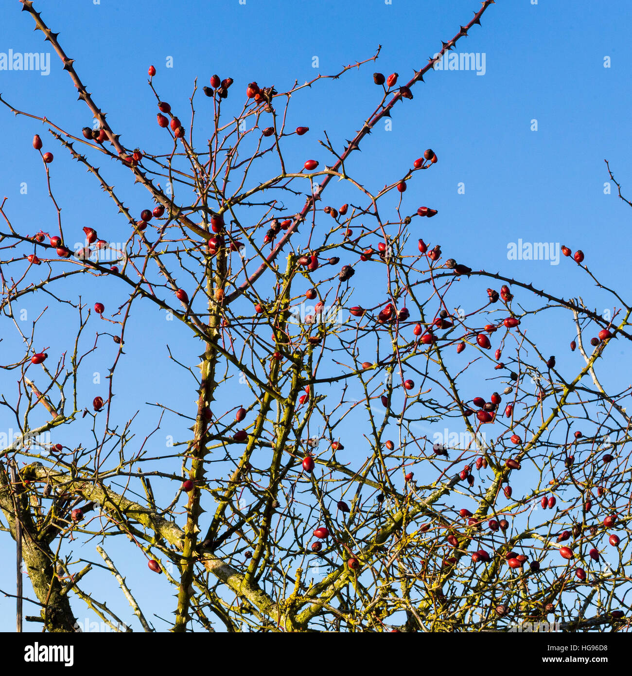 Red rosehip berries, wild rose hip shrub in winter sun Stock Photo