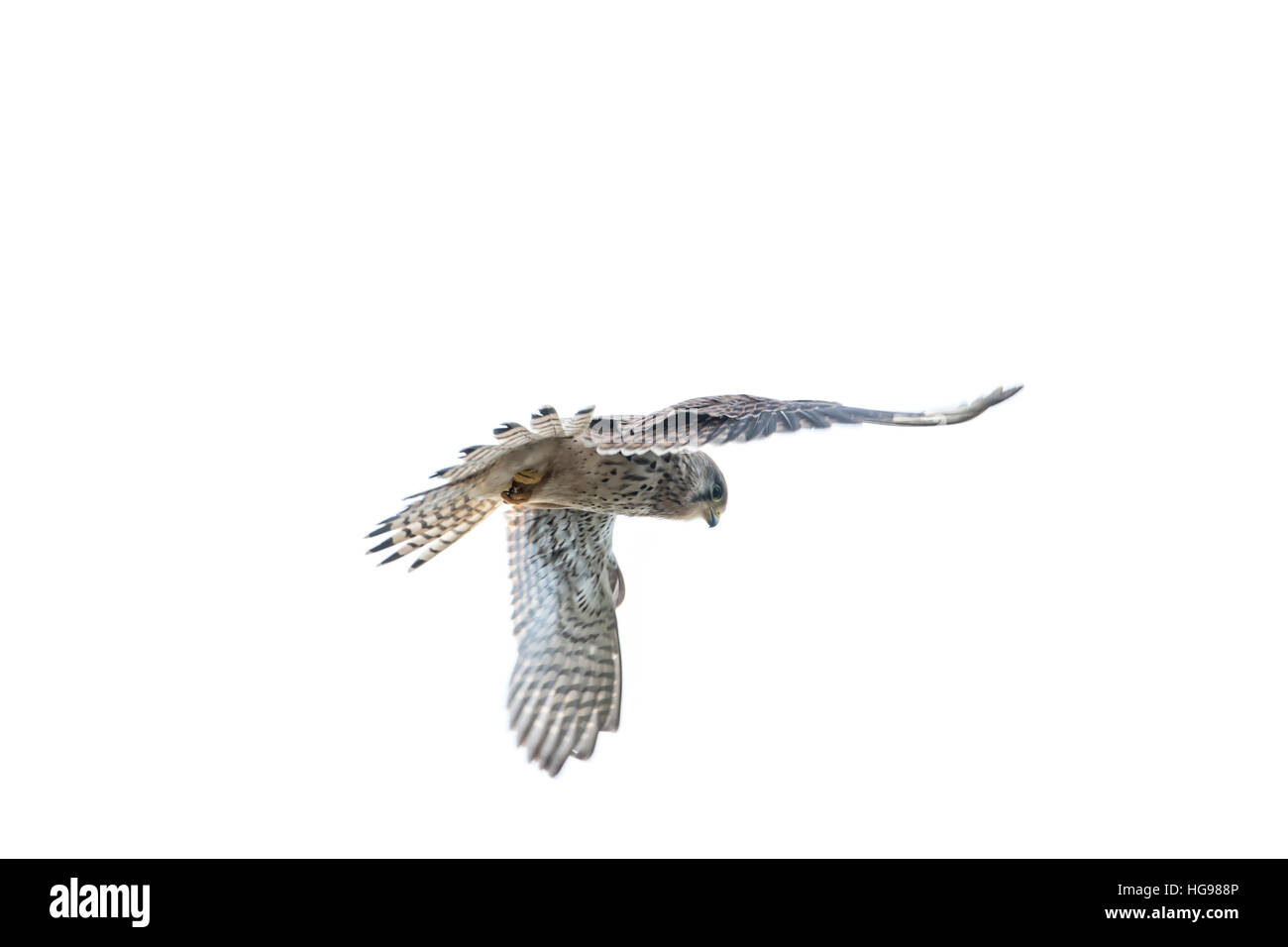 Female common kestrel (Falco tinnunculus) in flight against a white background Stock Photo