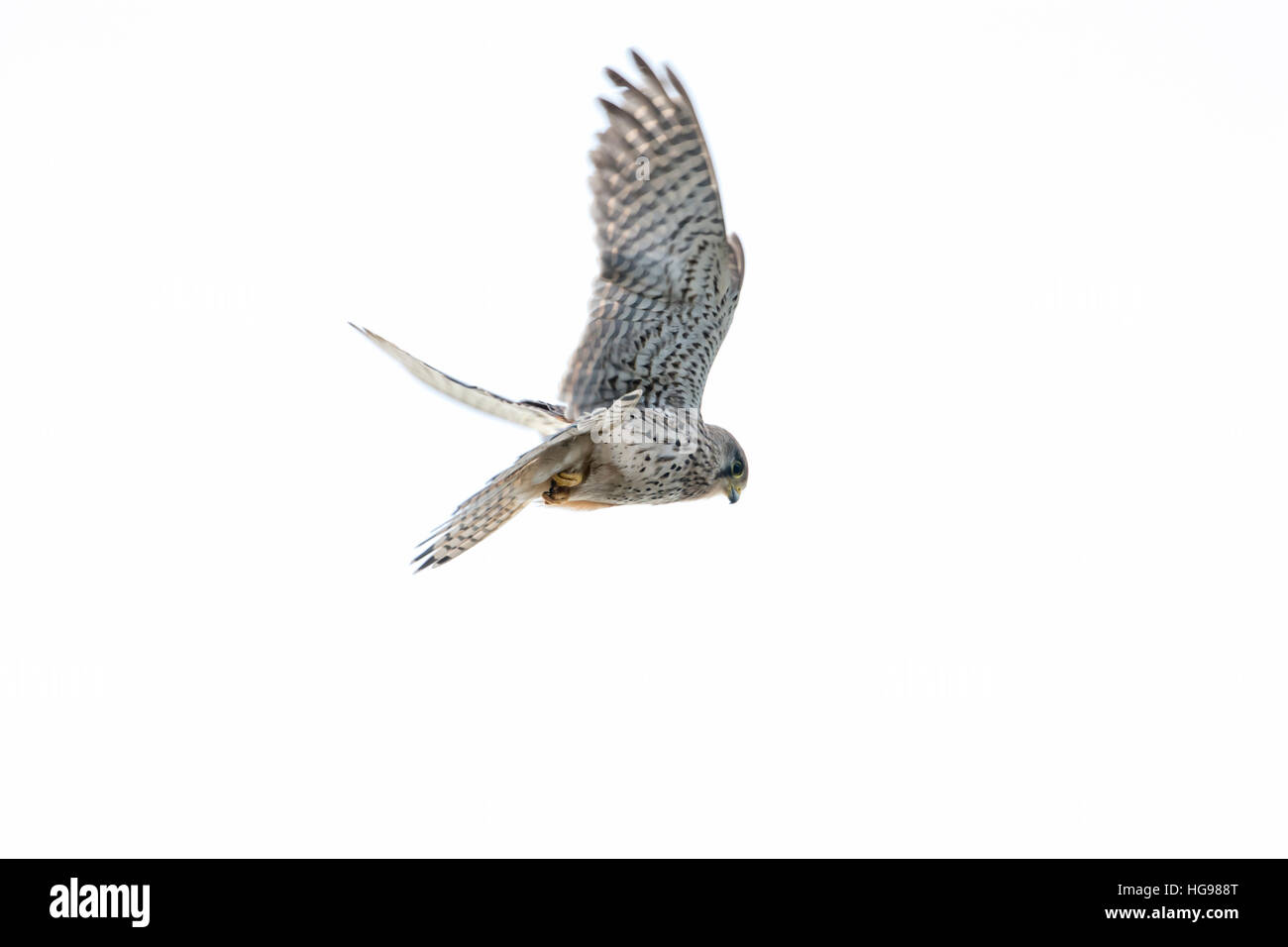Female common kestrel (Falco tinnunculus) in flight against a white background Stock Photo