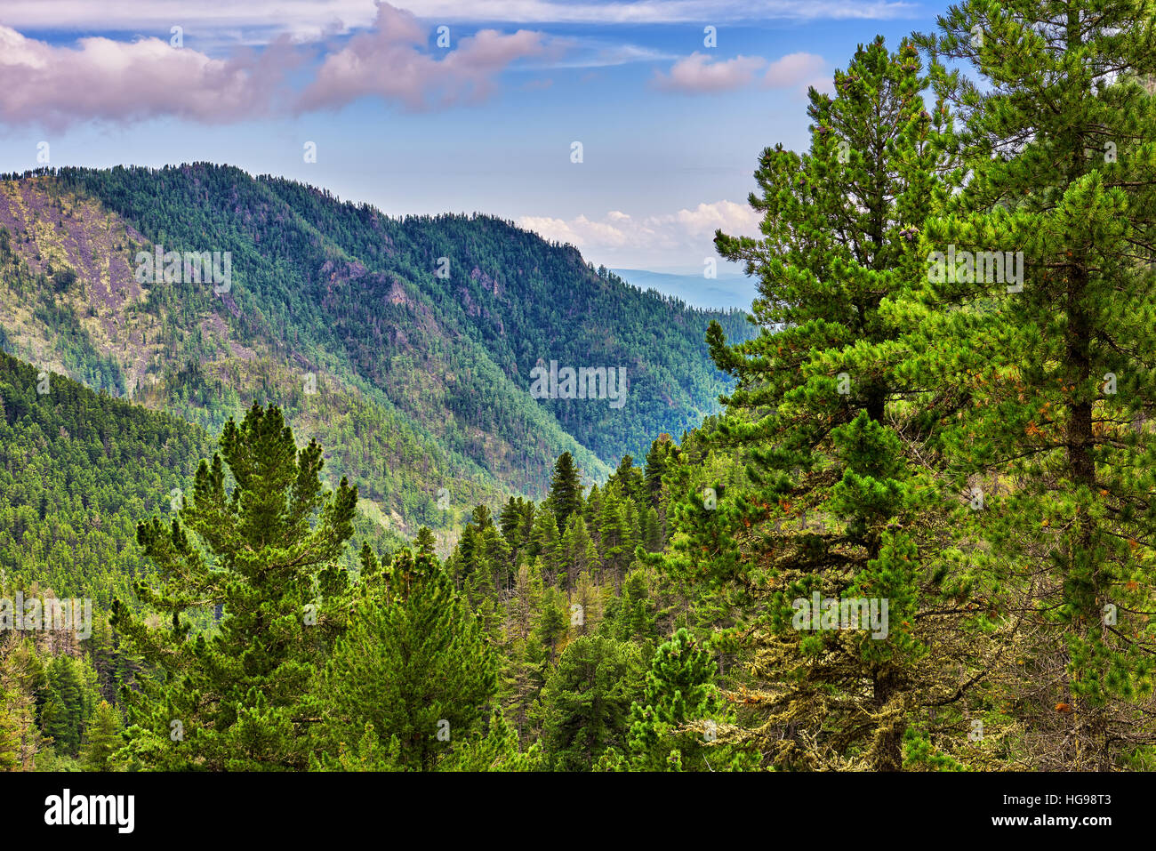 Siberian coniferous taiga in foothills. Eastern Sayan Mountains. Russia Stock Photo