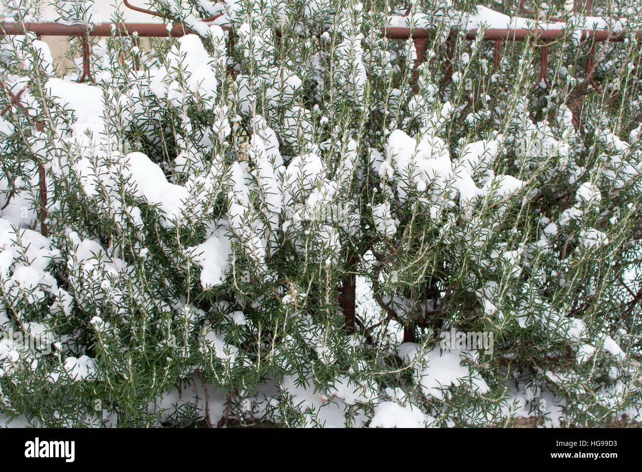 Rosemary tree covered with snow. Winter scene Stock Photo