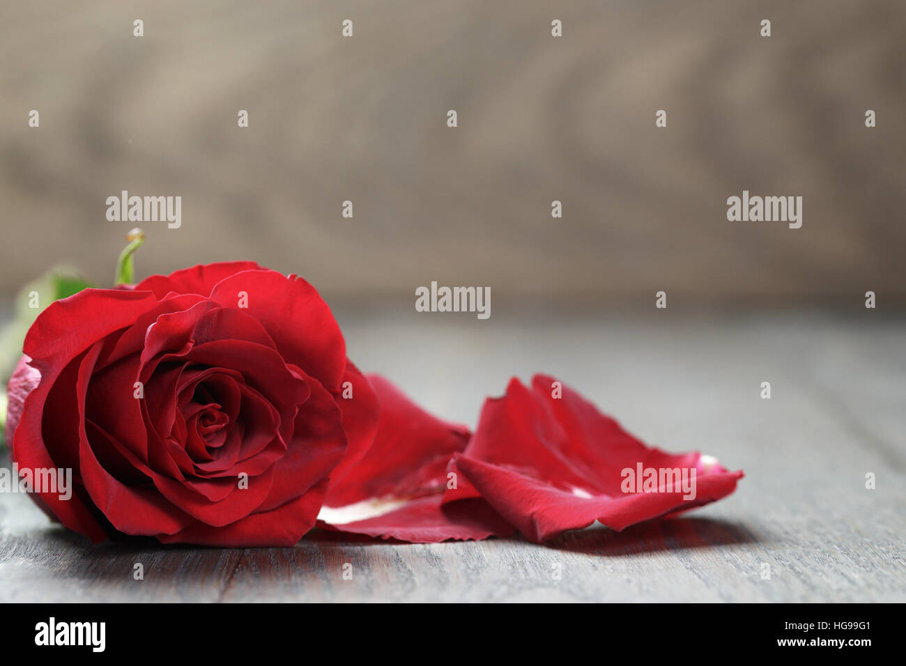 single dark red rose on wood background Stock Photo