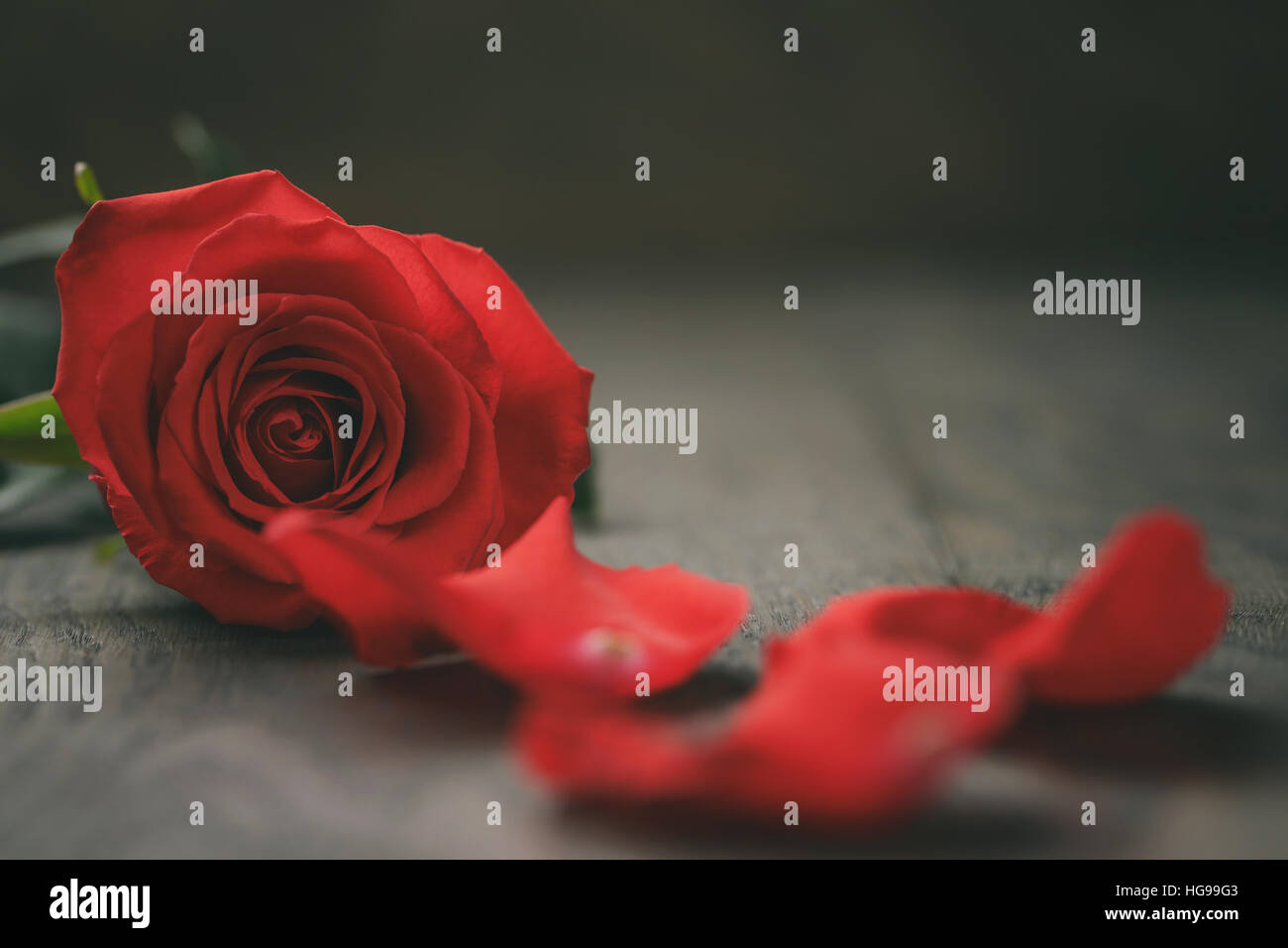 single dark red rose on wood background Stock Photo