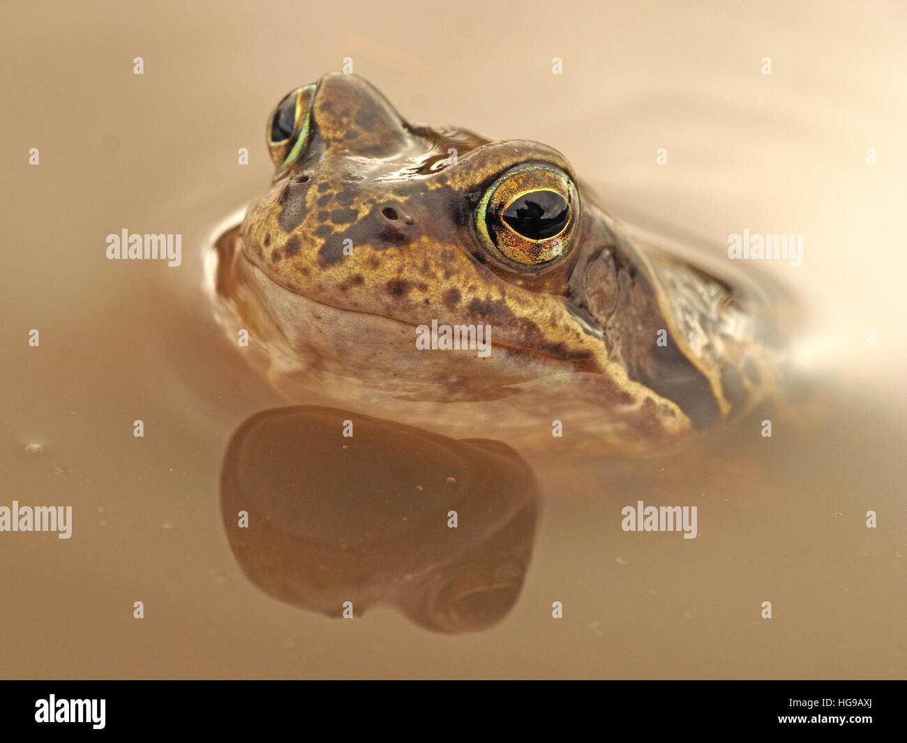 Common Frog (Rana temporaria) European common frog/ European common brown frog/ European grass frog & reflection in muddy pool Stock Photo