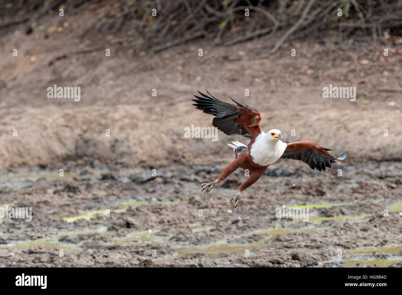 African Fish Eagle flying in flight action wings Stock Photo