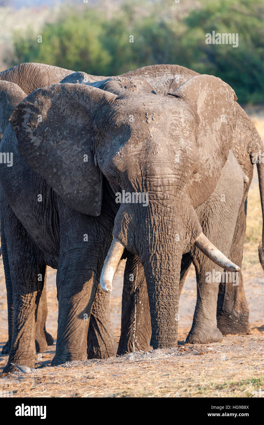 African elephant large bulls waterhole trunk funny Stock Photo