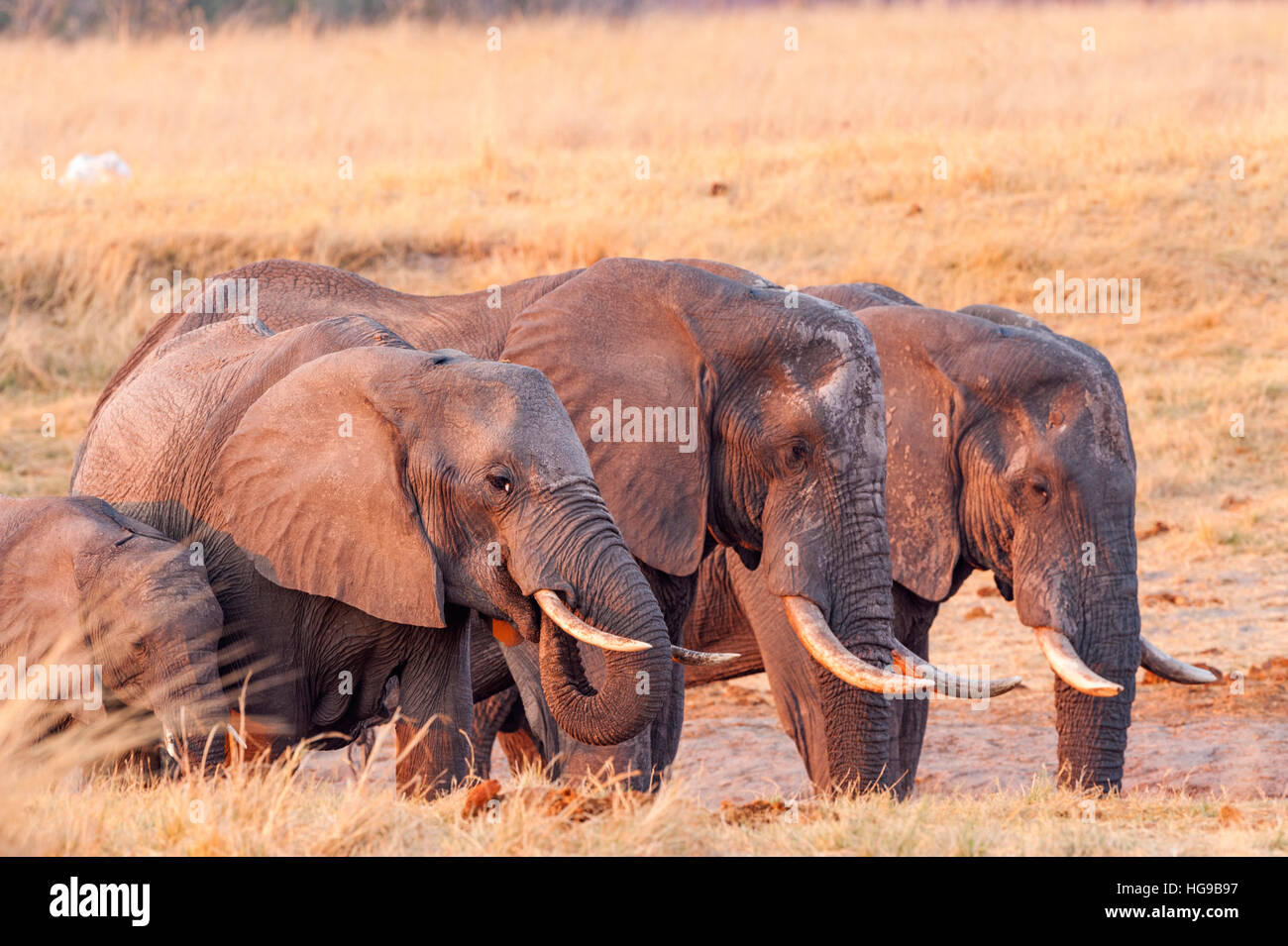 three large bull Elephants drinking seeps water Stock Photo