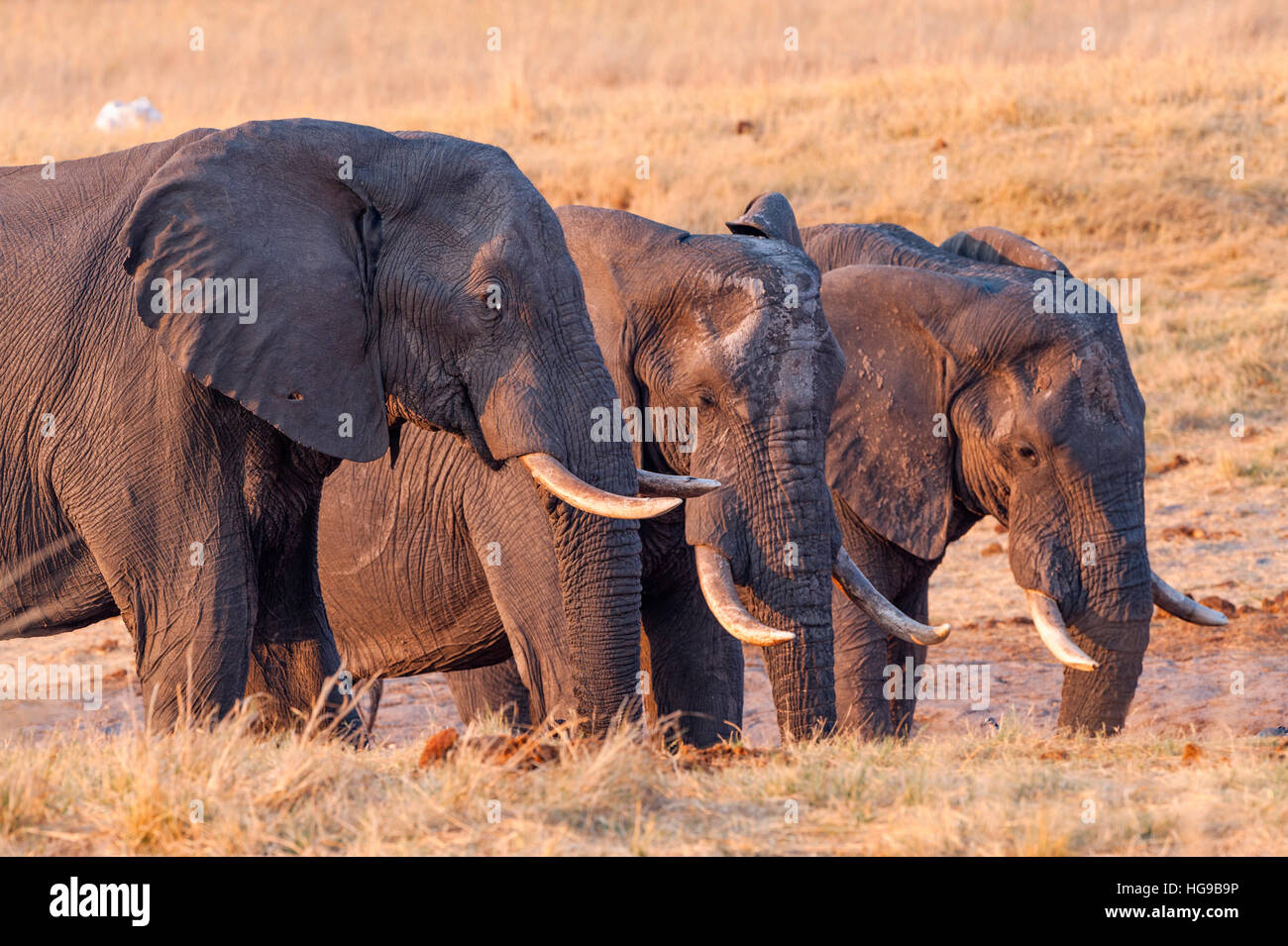 three large bull Elephants drinking seeps water Stock Photo