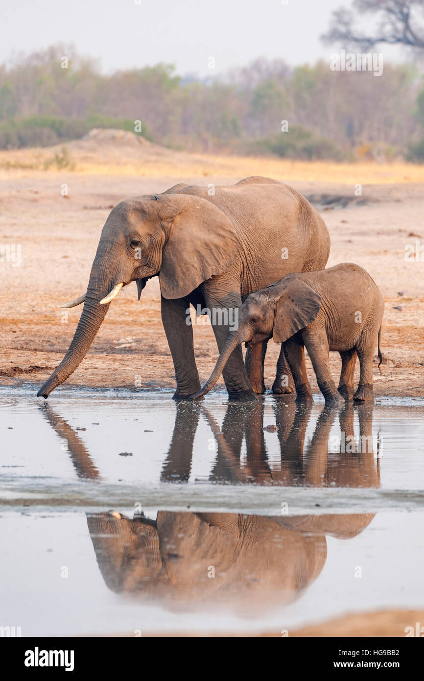 African elephant drinking pan water swimming drink Stock Photo
