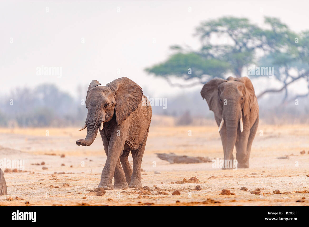 Elephants running to drink waterhole Hwange bull Stock Photo - Alamy