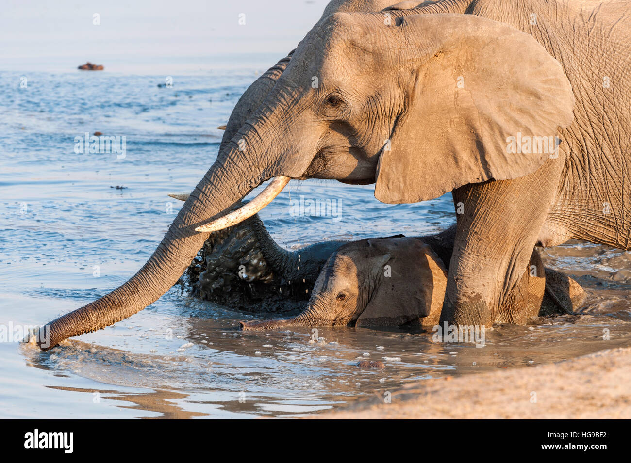 Mother and baby elephant in water drinking wallow Stock Photo