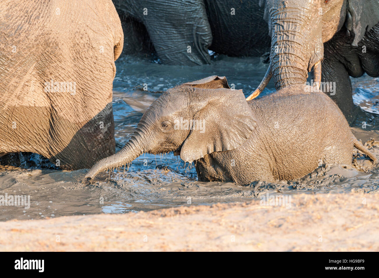 Mother and baby elephant in water drinking wallow Stock Photo