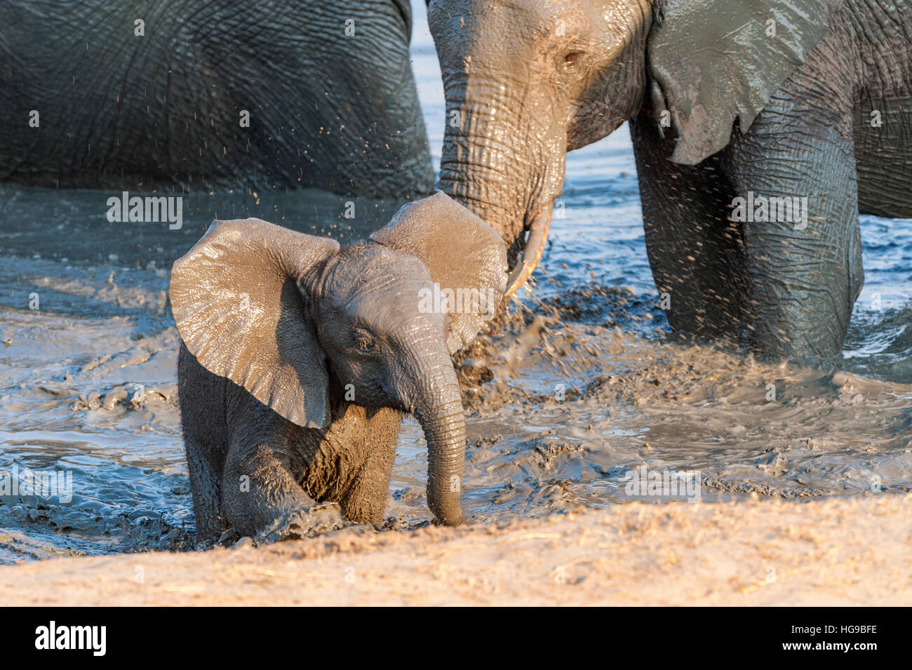 Mother and baby elephant in water drinking wallow Stock Photo