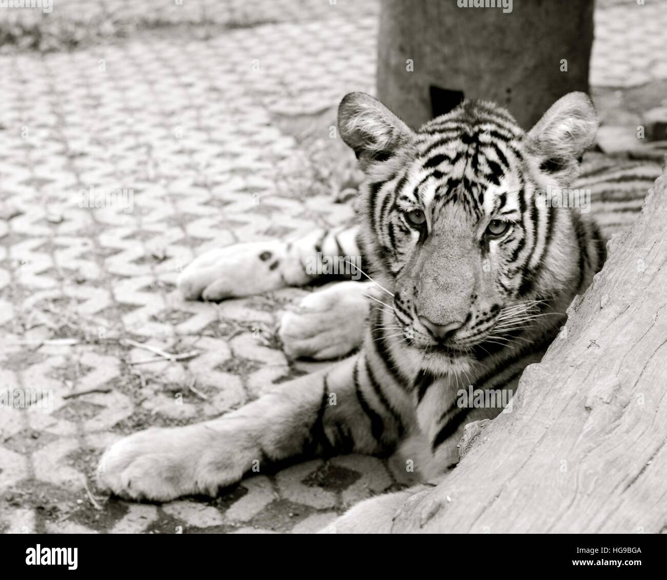 Black and White Tiger Stock Photo Alamy