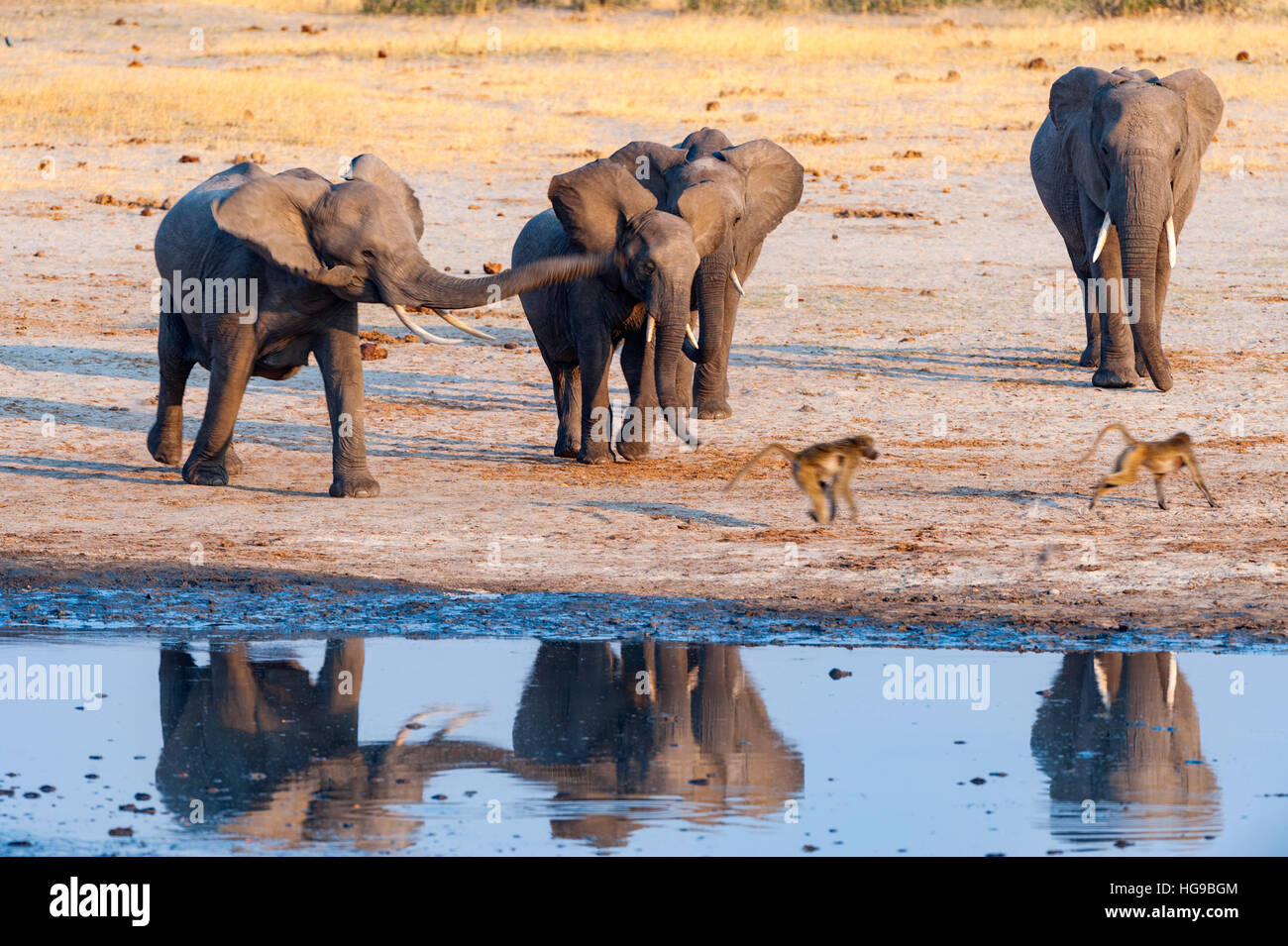 Large herd African Elephant run waterhole Hwange Stock Photo Alamy