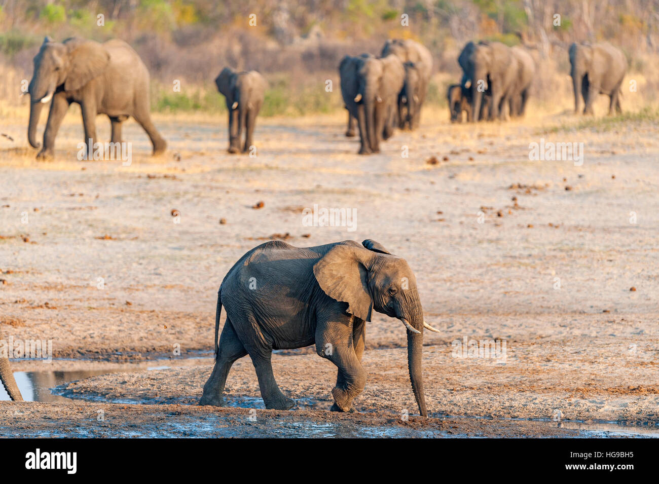 Large herd African Elephant run waterhole Hwange Stock Photo Alamy