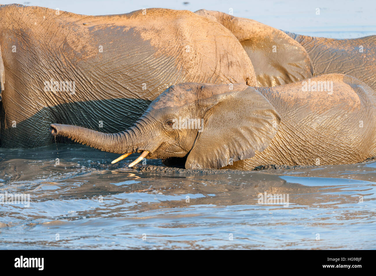 Mother and baby elephant in water drinking wallow Stock Photo