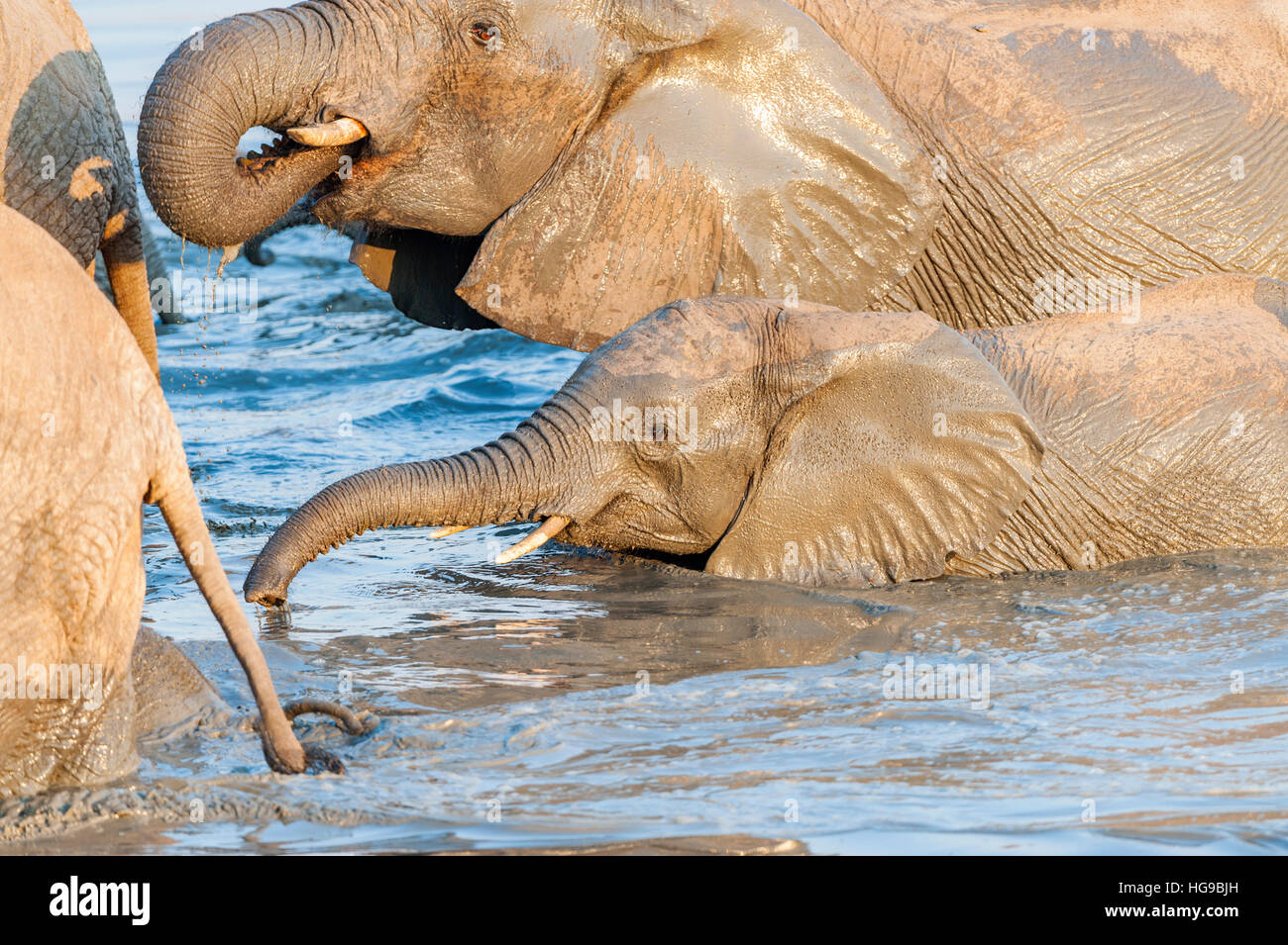 Mother and baby elephant in water drinking wallow Stock Photo