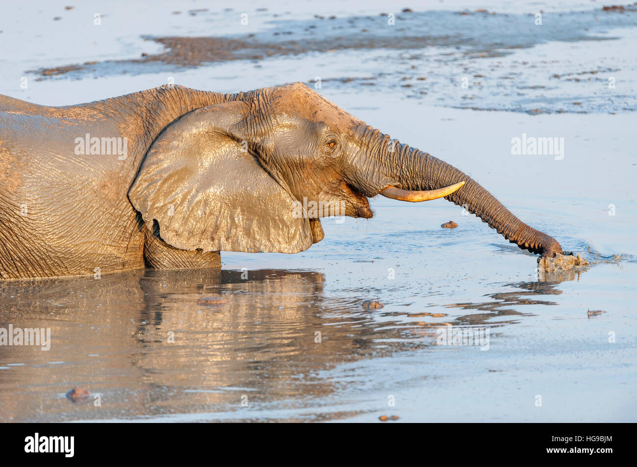 Mother and baby elephant in water drinking wallow Stock Photo