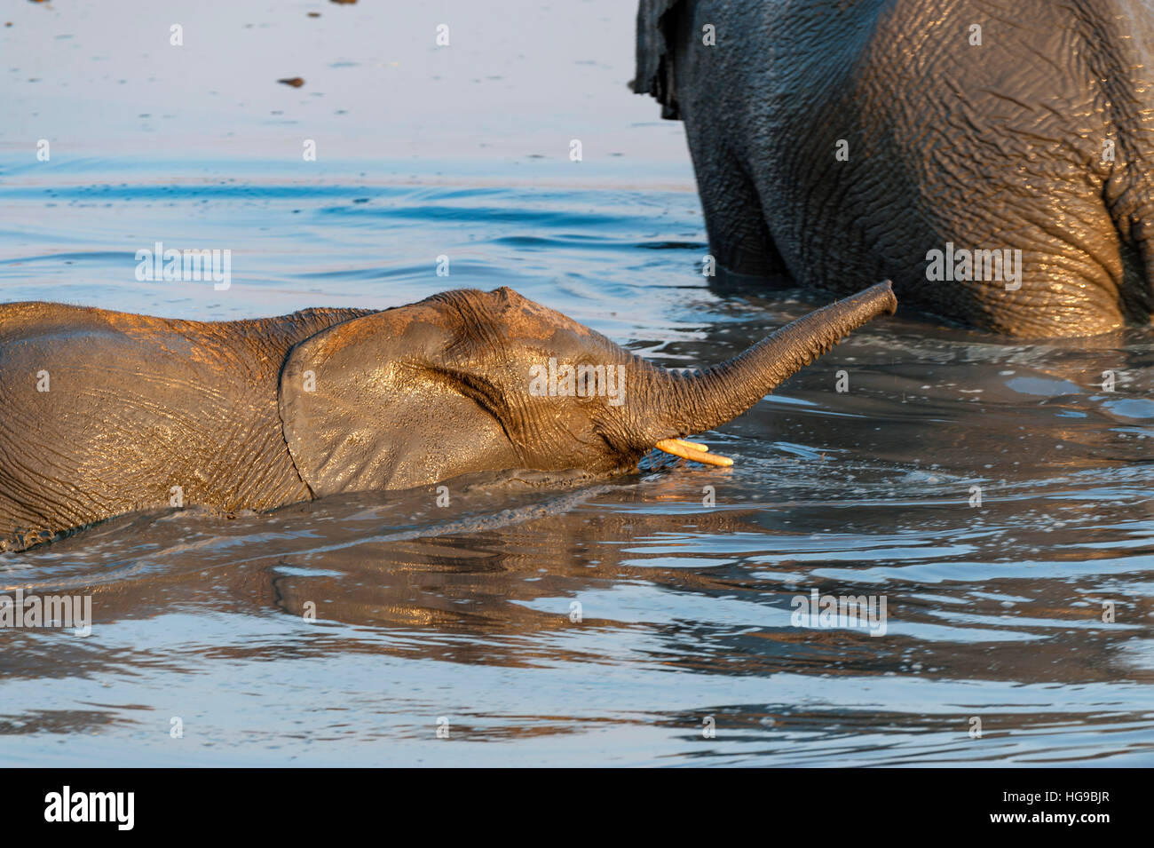 Mother and baby elephant in water drinking wallow Stock Photo