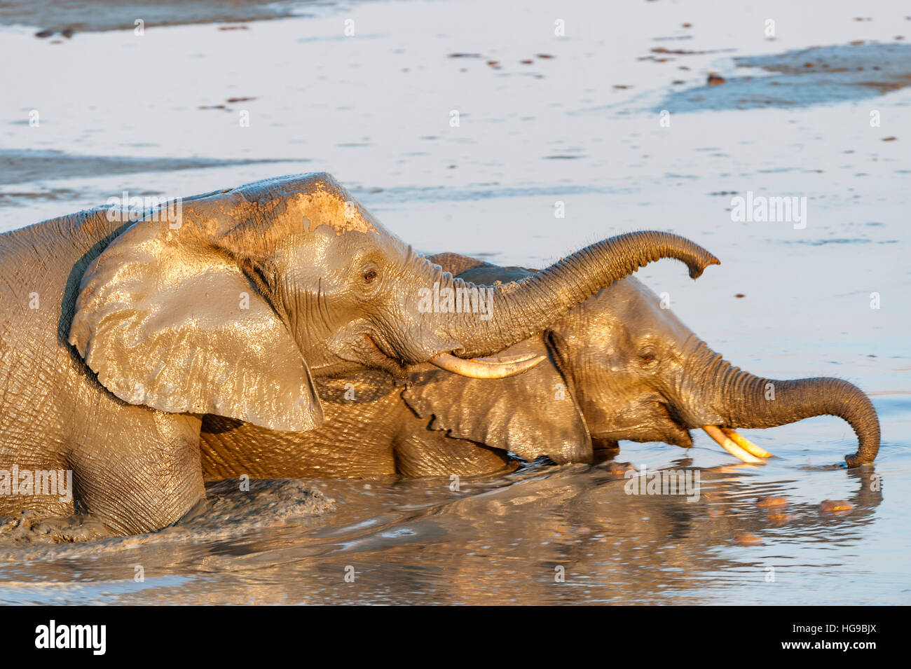 Mother and baby elephant in water drinking wallow Stock Photo Alamy