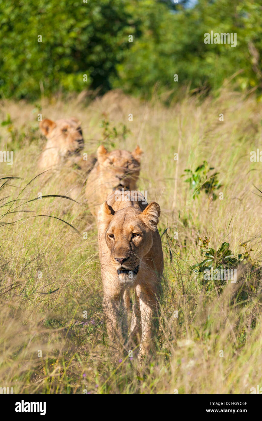 Lions hunting stalking young Hwange Zimbabwe hunt Stock Photo