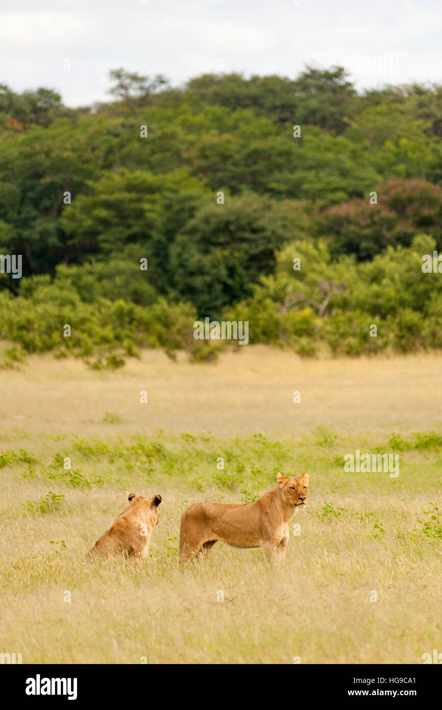 Young lions Hwange Zimbabwe hunting hunt long gras Stock Photo - Alamy