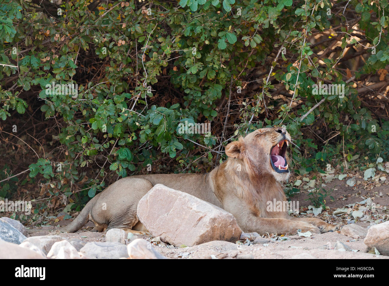 young male lion yawning yawn sitting Zambezi Mana Stock Photo - Alamy