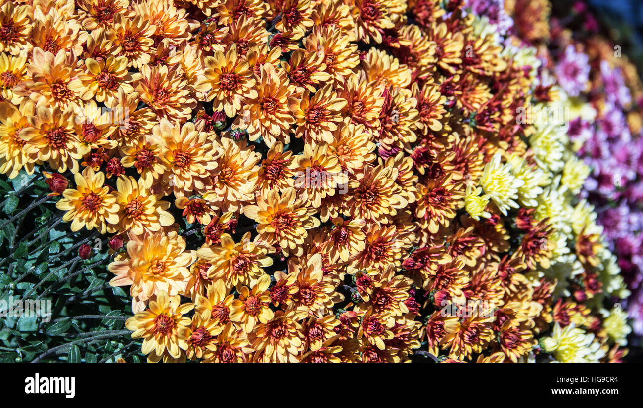 Several different kinds of flowers Stock Photo - Alamy