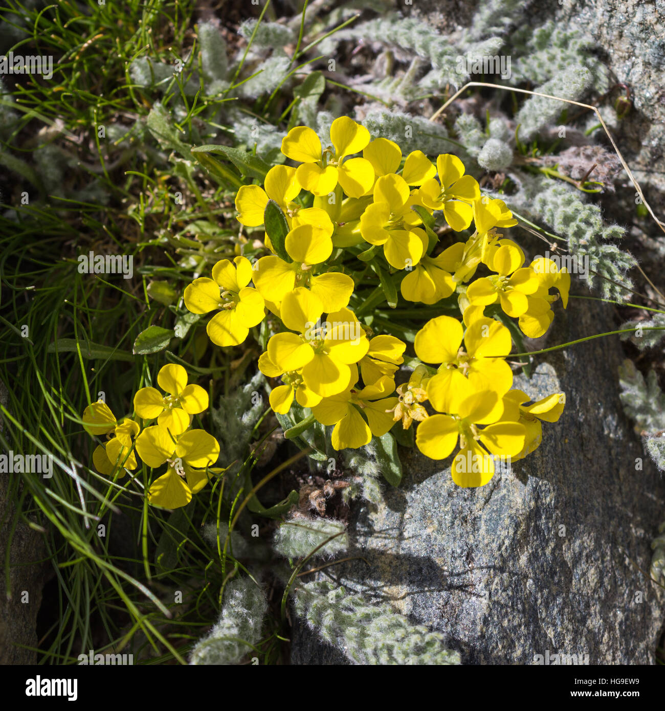 Alpine flower Erysimum helveticum (Swiss wallflower). Photo taken at an altitude of 3100 meters. Aosta valley, Italy Stock Photo